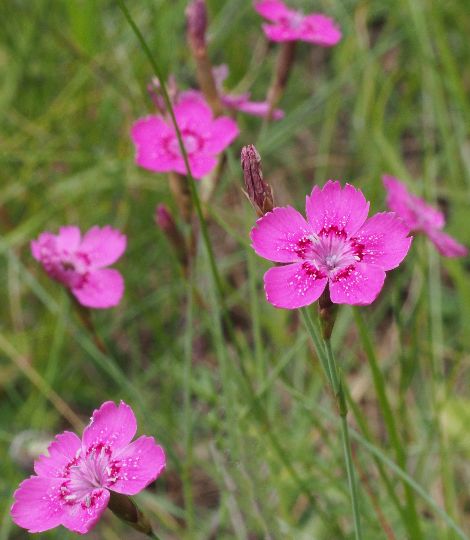 dianthus deltoides confetti "Roseus"